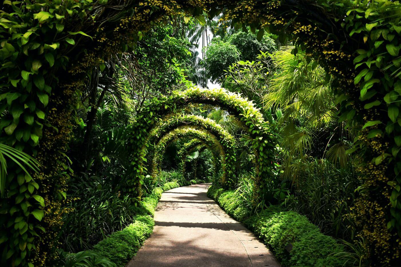 Singapore Botanic Gardens-3 Things to do in Singapore - Singapore Botanic Gardens