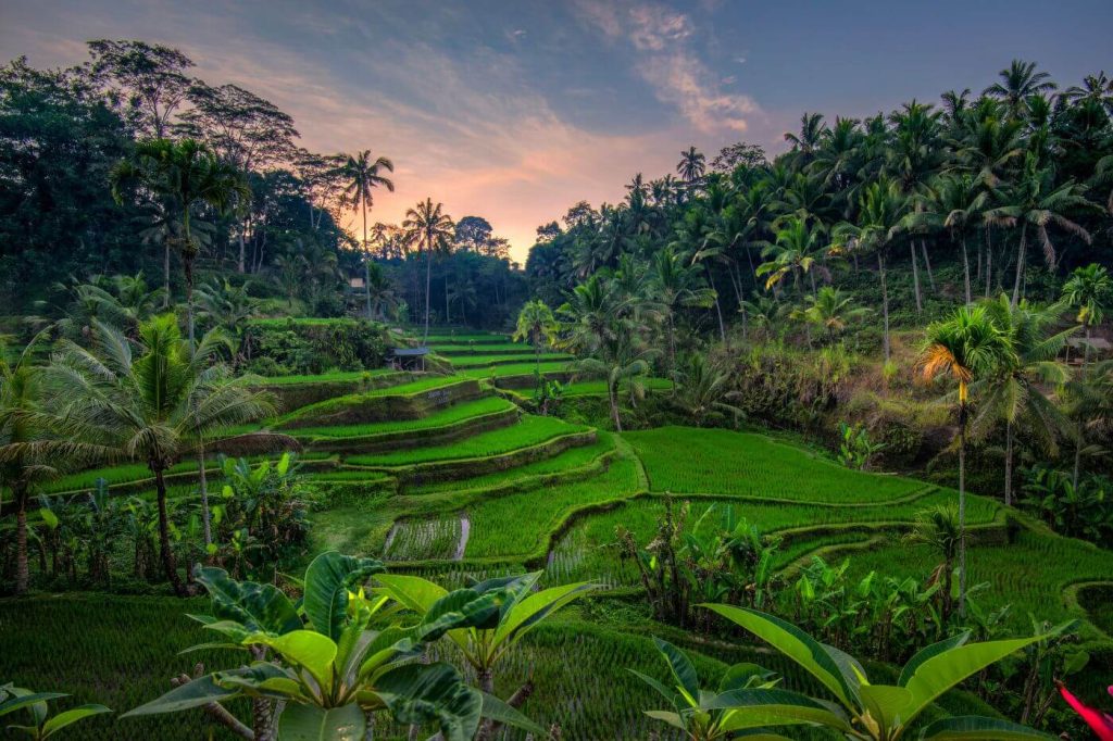 Things to do in bali - Tegalalang Rice Terraces
